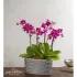 Violet Opulence Orchid