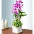 Classic Dendrobium Dish Garden