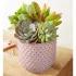 Sweet Succulent Garden