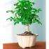 Hawaiian Umbrella Tree