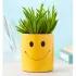Smiley Succulent