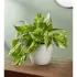 Marble Queen Pothos Plant