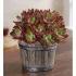 Devotion Echeveria