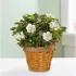 Blooming Gardenia Plant in Basket