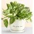 Love Grows Here Pothos Plant
