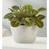 Red Maranta Prayer Plant