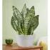 Snake Plant Sansevieria