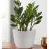 Zz Plant Zamioculcas Zamiifolia