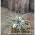 Large Blooming Air Plant With Sea Shell And Driftwood