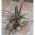 Live Succulent Arrangement In A Driftwood Setting