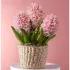 Hey Cupid Hyacinth Bulb Garden