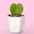 Sweetheart Hoya Succulent