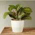 Red Prayer Plant