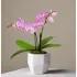 Someone Like You Pink Orchid