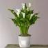 Classic White Calla Lily