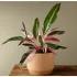 Calathea Stromanthe Triostar