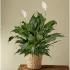 Peace Lily Plant