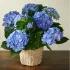 Beyond Blue Hydrangea