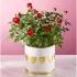 Cupids Arrow Red Mini Rose Plant