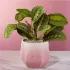 Love Grows Here Red Prayer Plant