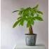Lucky Day Money Plant