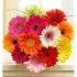 Happy Gerbera Daisies 12 Stems