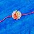 Nature's Love Handcrafted Rakhi Set for Bhaiya Bhabhi